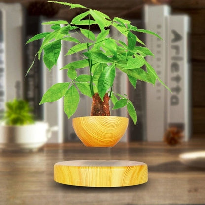 Levitating Magnetic Bonsai Tree Planter Pot | Zincera