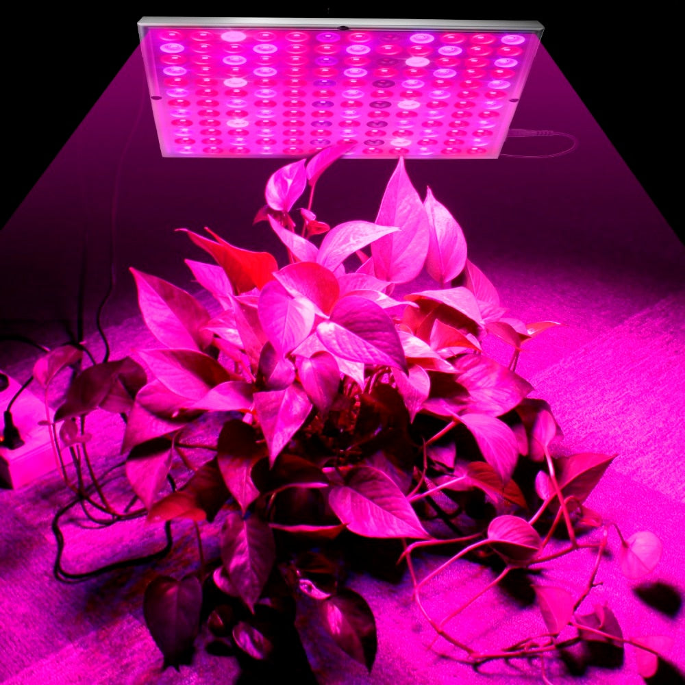 Plant LED Grow Lights Full Spectrum Indoor | Zincera